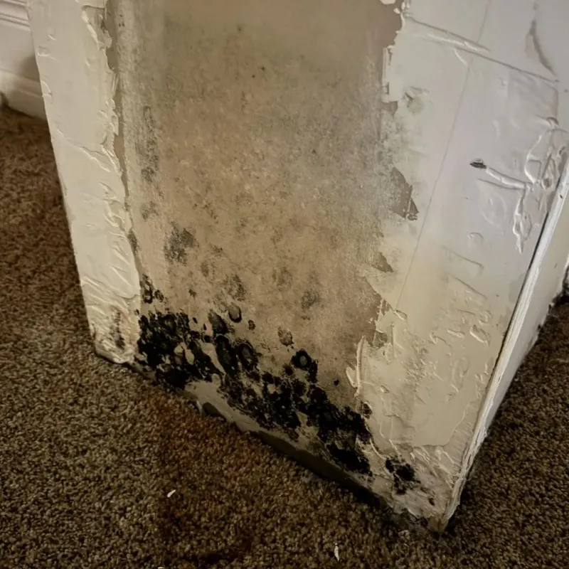 Professional Mold Removal in Denver, NC